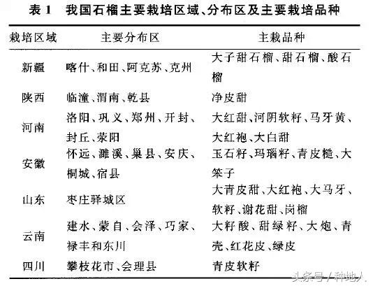 石榴怎样剪枝才高产,石榴几年开始高产