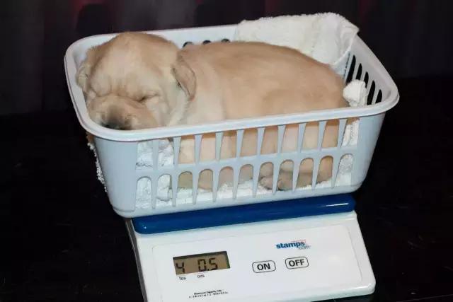 老板我要请假！不是因为我病了，而是因为我家狗要生啦