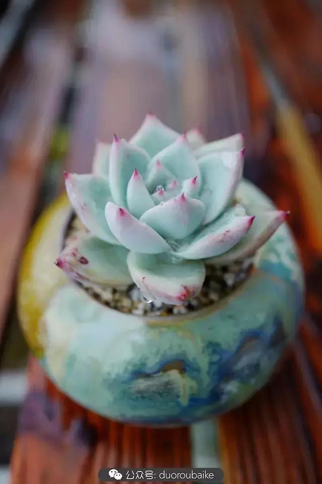 春雨多肉精品,包邮区的多肉