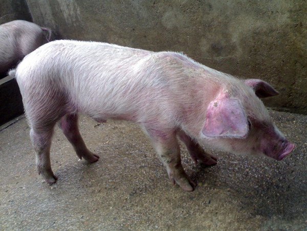 猪场高热病最佳治疗方案,猪场爆发高热病的原因