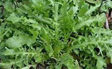 鲅鱼圈附近哪里可以挖野菜,盖州鲅鱼圈挖野菜