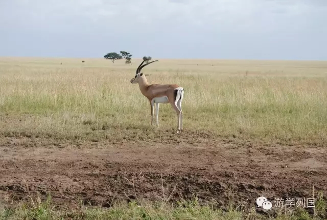 一生必去一次的非洲坦桑尼亚｜回归狂野