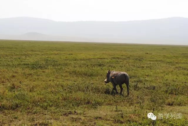 一生必去一次的非洲坦桑尼亚｜回归狂野