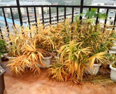 盆栽生姜最好的方法,盆栽生姜几月份收获