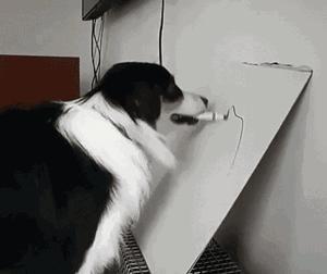 边牧这么聪明为什么很少人养,边牧太胆小了什么都教不会