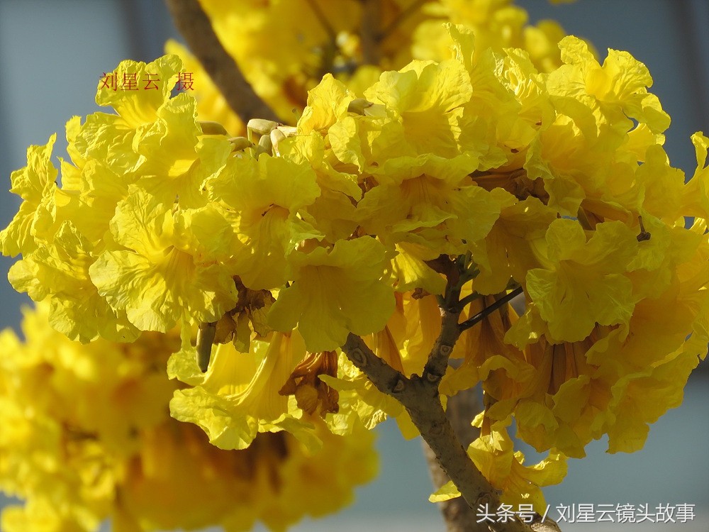 三亚黄花风铃花,三亚黄花风铃