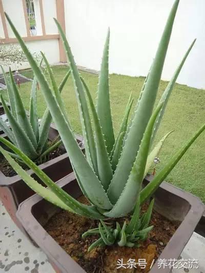 养了十多年的芦荟,芦荟盆栽种植阳台好吗
