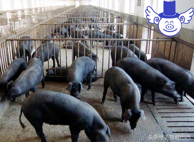 猪舍怎样设计合理,猪舍如何建造更好些