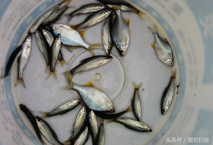 避小鱼方法,怎样避开小鱼最有效