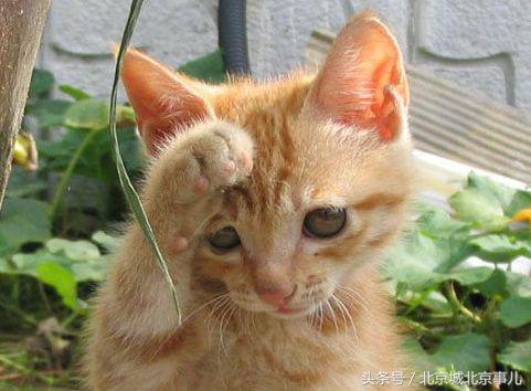 老北京人喜欢什么宠物,老北京人爱玩什么宠物