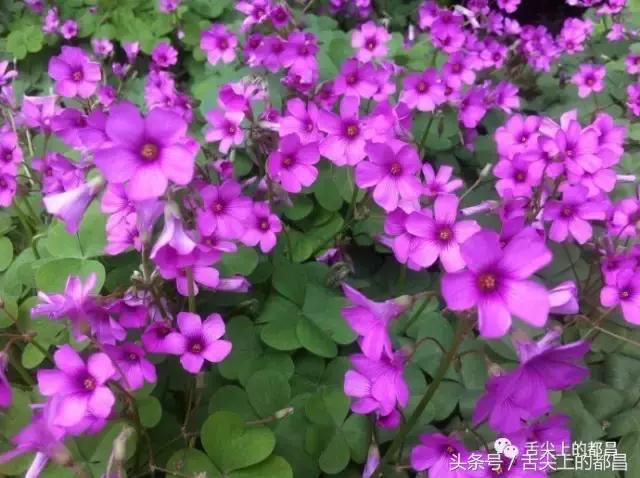 农村人最喜欢的野花，城里人羡慕不已