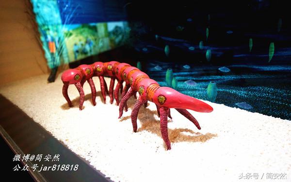 几亿年前海洋生物,生命摇篮澄江老照片