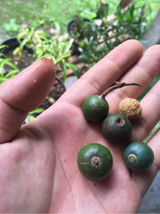 菩提金刚籽手串如何变红上色快,6瓣小金刚菩提子手串108颗