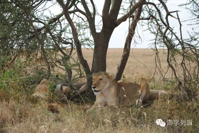 一生必去一次的非洲坦桑尼亚｜回归狂野