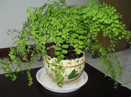 铁线蕨叶子卷曲的原因,铁线蕨叶子卷了为什么