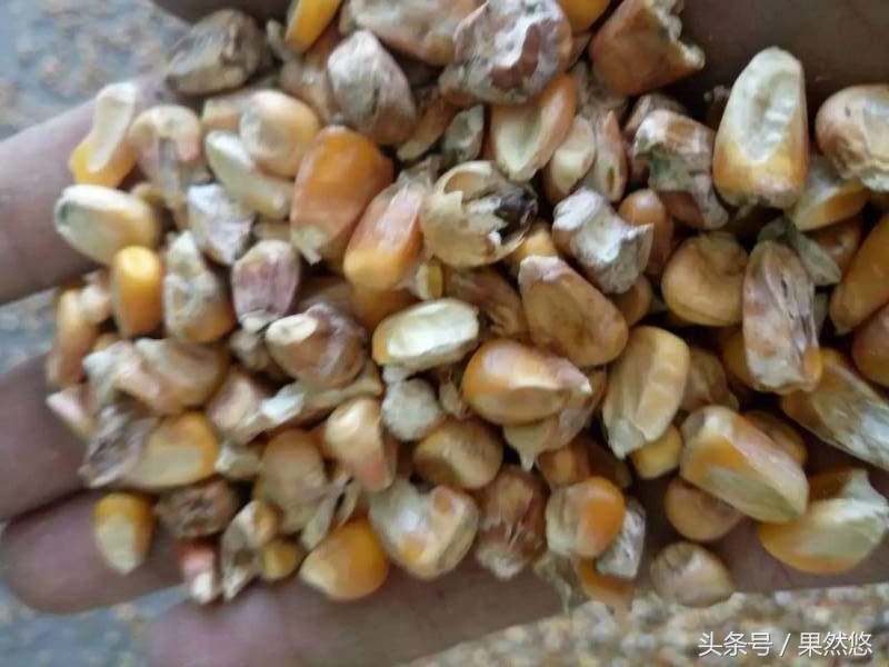 果然悠温馨提示:脱霉剂无法完全解决霉菌毒素问题