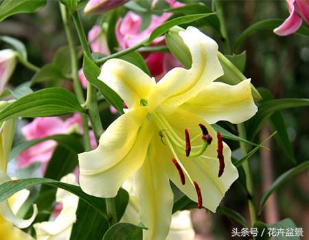 百合花象征什么百年好合,百合花图片大全家里养百合花好吗