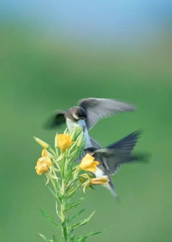 春季繁花盛开诗词,诗词鉴赏品读好诗词