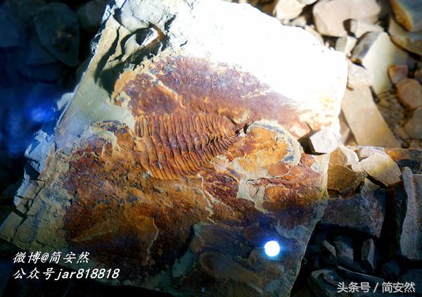 几亿年前海洋生物,生命摇篮澄江老照片