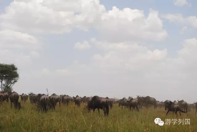 一生必去一次的非洲坦桑尼亚｜回归狂野