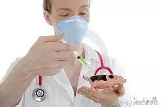 给猪打疫苗猪吐了咋回事,给猪打了疫苗有什么后果