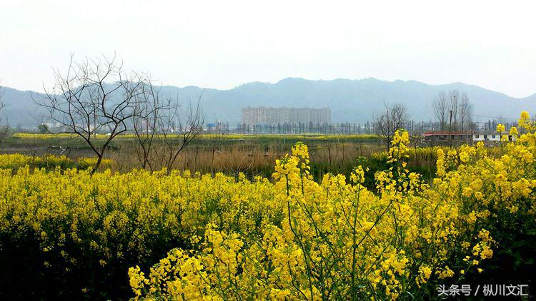 鏋炲窛灞辨按,鏋炲窛