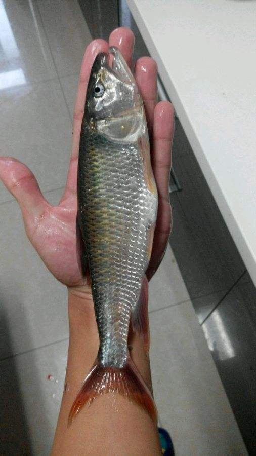 最好吃的100种鱼图片,十大最好吃的鱼视频