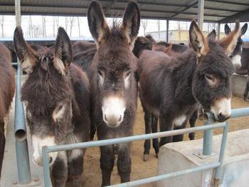 养驴前景最好的方法,养驴怎么育肥得快