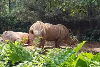 广州长隆野生动物园游玩路线攻略,广州番禺长隆野生动物园详细攻略