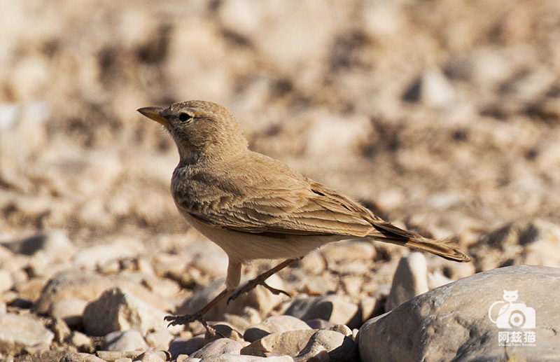 以色列,闯入“禁区”的观鸟人