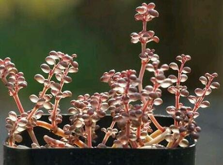 一种国内很少人种养的多肉植物,特别爱喝水,可以半水生