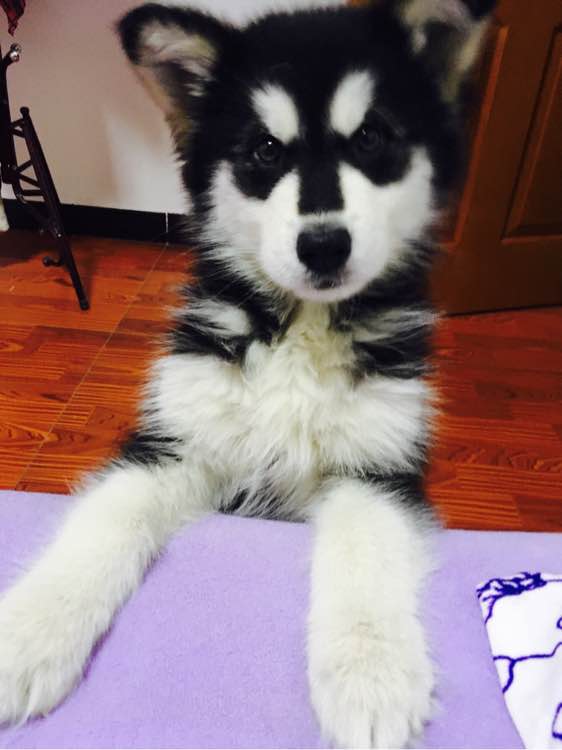 阿拉斯加护食挨打,女孩求助狗狗