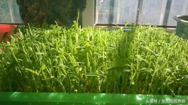 松柳苗毒性大吗能吃吗,松柳苗的毒性和危害