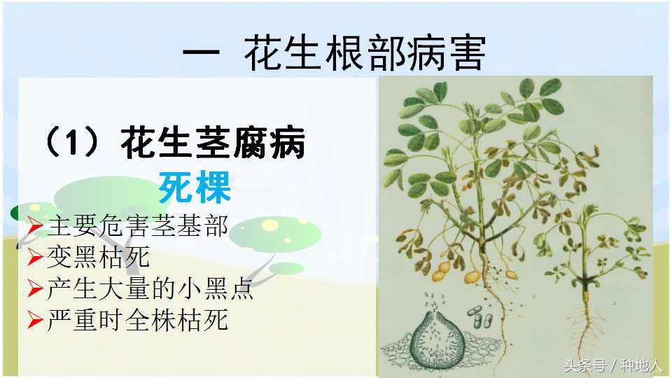 马上开始播种花生,快要种花生了