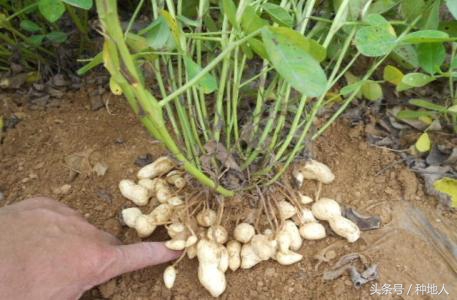 马上开始播种花生,快要种花生了
