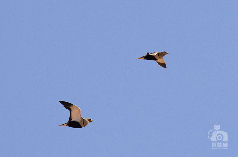 中东荒漠中的“特殊旅行”