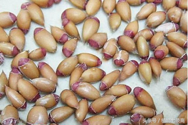 阳台种植柠檬竟然能结这么多,阳台种柠檬种子