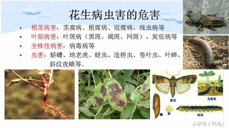 马上开始播种花生,快要种花生了