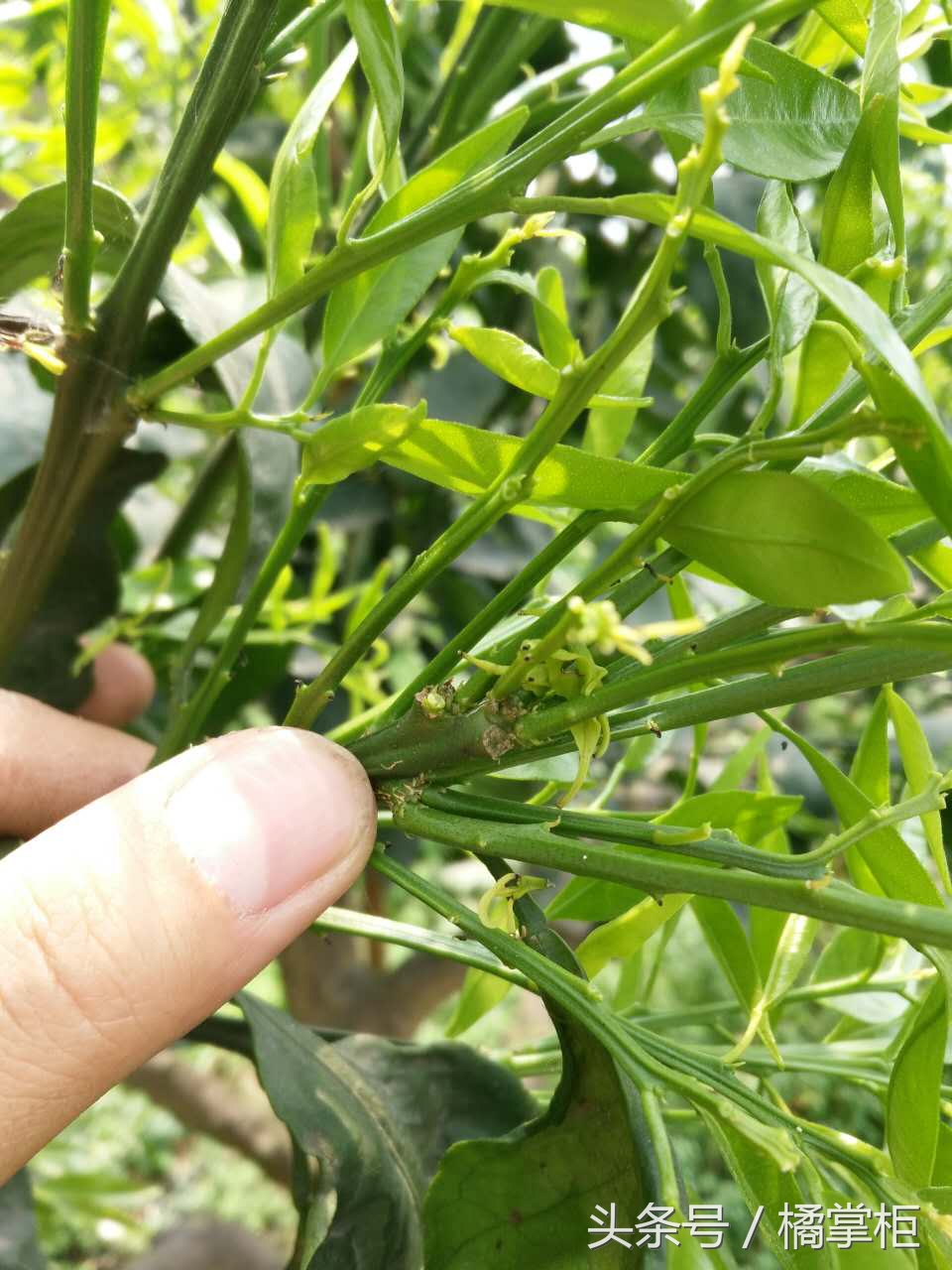 柑橘缺磷究竟怎么办,柑橘叶片缺磷症状图片