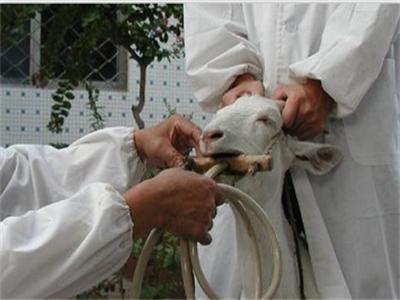 防治羊病最好的方法,如何预防羊病的五种方法