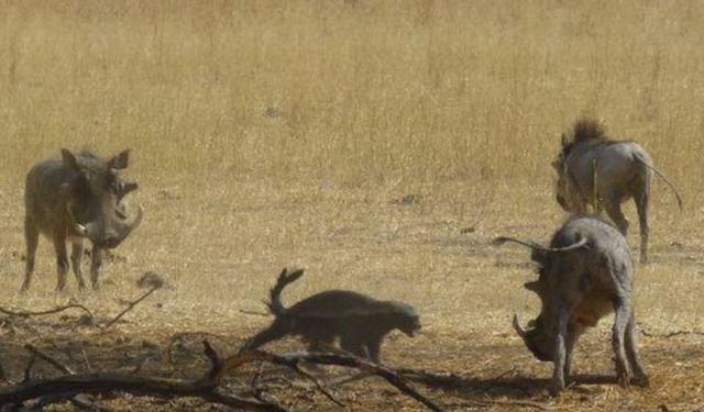 蜜獾平头哥战老虎,最大蜜獾平头哥