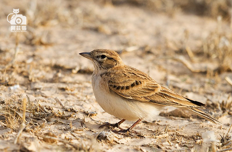 以色列,闯入“禁区”的观鸟人