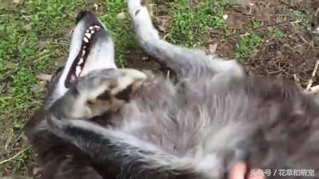 你确定你还是只狼吗？还是好好当你的哈士奇吧！