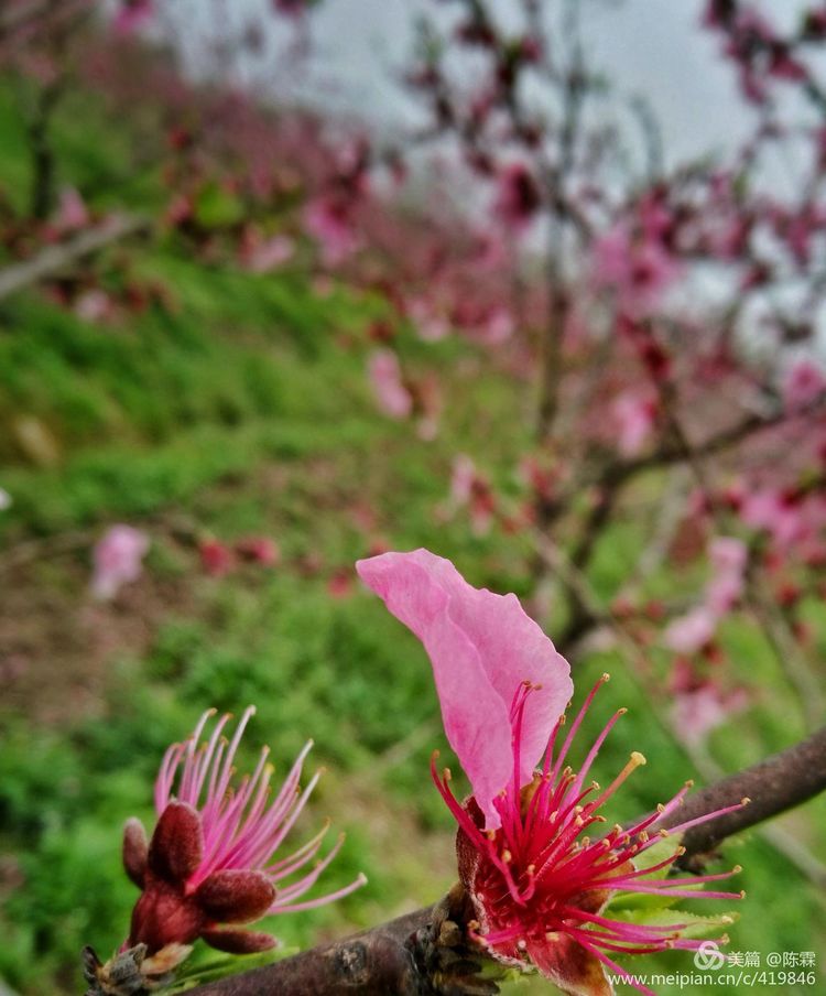 爱到尽头:本想送君一部红楼