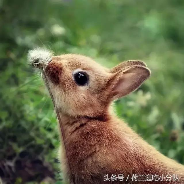 美呆了!最正宗的欧式复活节彩蛋和萌兔就该这样搞!(值得收藏)