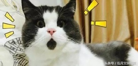 奇葩琥珀有哪些,那些年我所经历过的奇异事