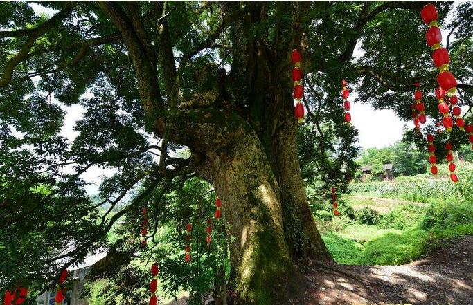 楠木家具金丝楠,金丝楠的楠木苗