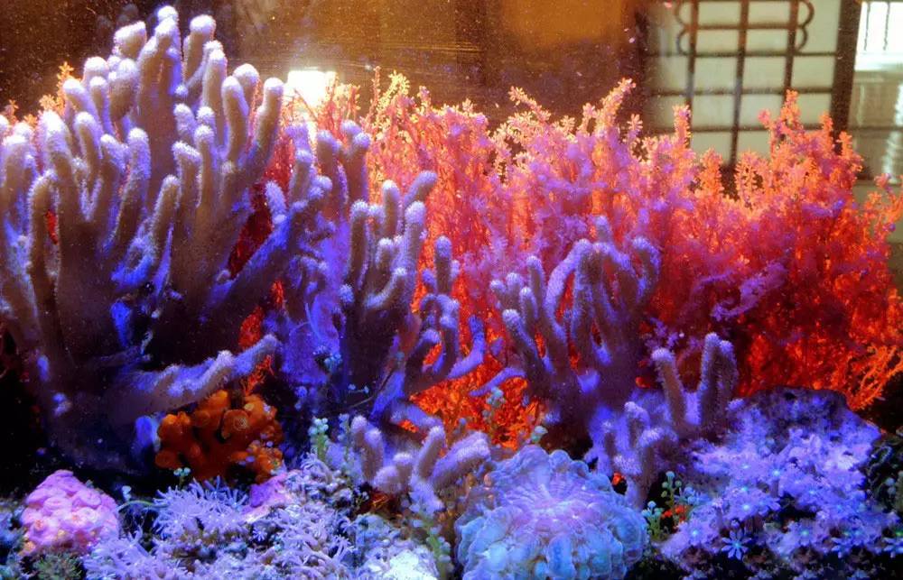 海缸海藻,海缸主缸可以养海藻吗