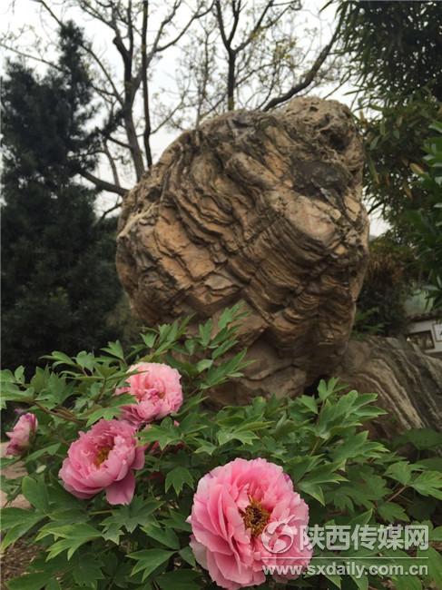 阿姑泉牡丹苑一日游攻略,阿姑泉牡丹苑要门票吗