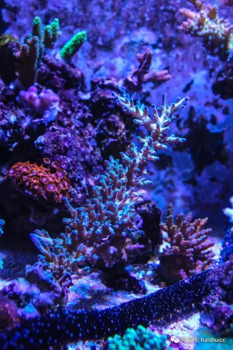 蛋炒饭的配方与做法,蛋炒饭的秘制酱料该怎么做